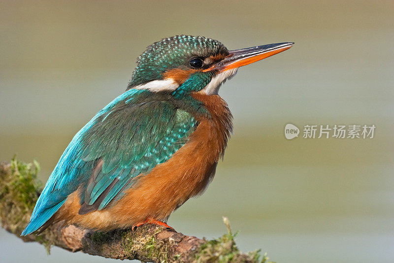 翠鸟(Alcedo atthis)